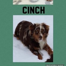 Miniature Australian Shepherd and Toy Australian Shepherd All Grown Up from BK Rustic Aussies