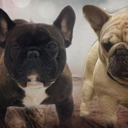 Bulldogs and French Bulldogs from Shameless Bulldogs LLC
