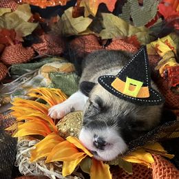 American Corgi and Pembroke Welsh Corgi Puppies from Cascadian Space Coast Corgis LLC