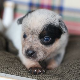 Hobo - Blue speckled male Australian Cattle Dog puppy in Gatlinburg, Tennessee from Greenbrier