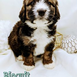 Bernedoodle and Bernese Mountain Dog Puppies from Western Skies Kennels