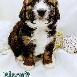 Bernedoodle and Bernese Mountain Dog Puppies from Western Skies Kennels
