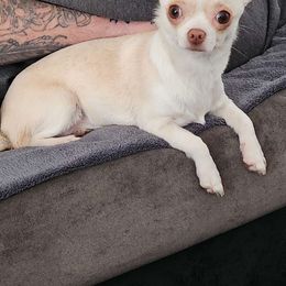 Enslee - Chihuahua