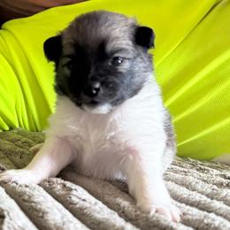Rocky - Black parti male Pomeranian puppy in Littleton, Colorado from Blaylock's Pomeranian Puppies