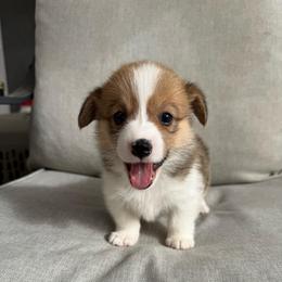 Starla - White and red female Pembroke Welsh Corgi puppy in Riverside, California from Chases Dream Kennel