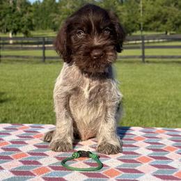 Green Boy - Liver and white male German Wirehaired Pointer puppy in Reddick, Florida from Afterhours German Wirehaired Pointers and Basset Fauve de Bretagne