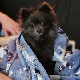 Aster - Pomeranian