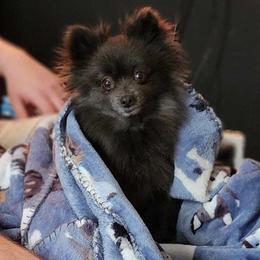 Aster - Pomeranian