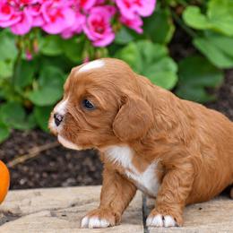 Blain - Red male Cavapoo puppy in Gap, Pennsylvania from Country View Puppies ( License 18816)