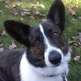 Cardigan Welsh Corgis from Linda's Cardigan Welsh Corgis