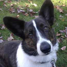 Cardigan Welsh Corgis from Linda's Cardigan Welsh Corgis