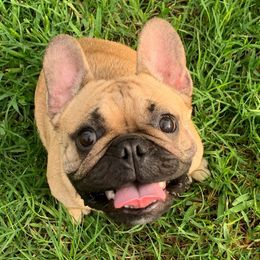 French Bulldogs from RGV Class Frenchies