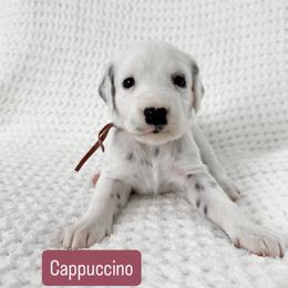Cappuccino - Blue Eye - LUA long coat - White and black female Dalmatian puppy in Davenport, Florida from Sunny Jewels Dalmatians