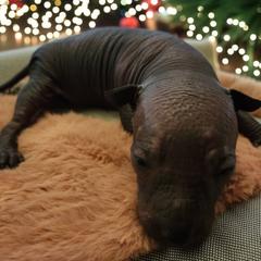 Idris (grey) - Slate male Xoloitzcuintli puppy in Atwater, California from Cen Cal Xoloitzcuintle