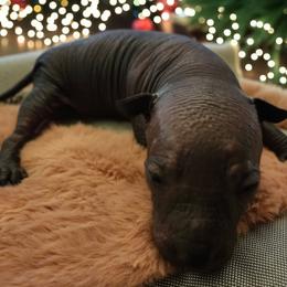 Idris (grey) - Slate male Xoloitzcuintli puppy in Atwater, California from Cen Cal Xoloitzcuintle