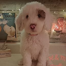 Light Pink Collar - White Double Doodle puppy in Georgia from H & M Doodles