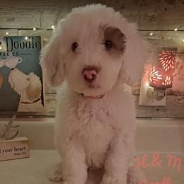 Light Pink Collar - White Double Doodle puppy in Georgia from H & M Doodles