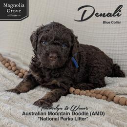Denali - Blue Collar - male Australian Mountain Doodle puppy in Oxford, Alabama from Magnolia Grove Doodles