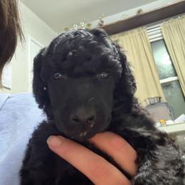 Poodle Puppies from Risa Poodles