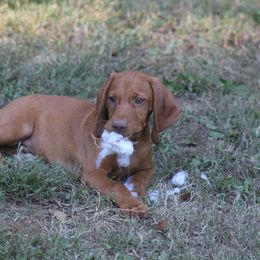 Rowlet - Golden rust male Vizsla puppy in Bloomington, Indiana from Envizion