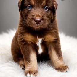 Ferrero - Red tri-color male Australian Shepherd puppy in Fultonville, New York from Sandy Aussies & Pomeranians