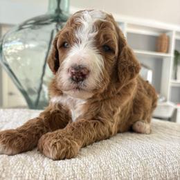 Reef - Red  male Goldendoodle puppy in Brooksville, Florida from Abby’s Standard Goldendoodles