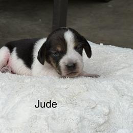 Jude - Black tan and bluetick male Beagle puppy in Mansfield, Missouri from Rippee Creek Kennel