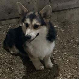 Bo - Pembroke Welsh Corgi