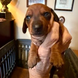 Rambler - Red male Dachshund puppy in Russellville, Arkansas from Cains River Valley Dachshunds