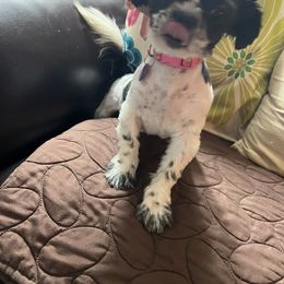 Ellie Mae - Black and white female Shih Tzu puppy in Danbury, Connecticut from Dempsey’s Darlings