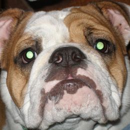 Bulldogs from Peggy Williams' Bulldogs