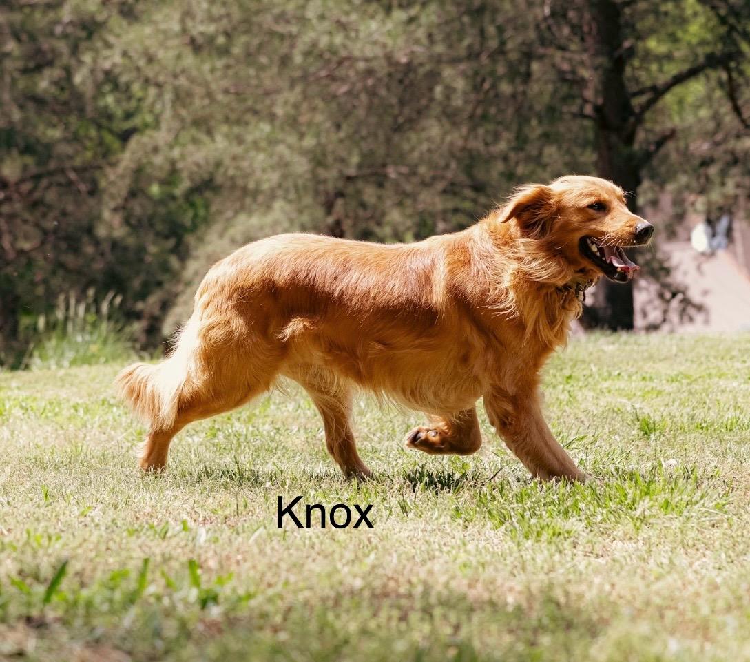 Knox
