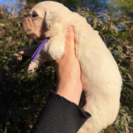 Purple - Light golden female Golden Retriever puppy in Harrisburg, North Carolina from Bunn Ranch Goldens & Bernese
