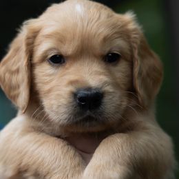 Boy 4 - male Golden Retriever puppy in Hayward, California from East Bay Golden Retrievers