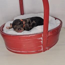 Boy 3 - Merle male Saint Berdoodle puppy in Battle Ground, Washington from Mad Hatter Farms Saint Berdoodles