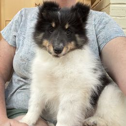 Bubbles - White black and tan female Shetland Sheepdog puppy in Abilene, Texas from Double Dare Shelties