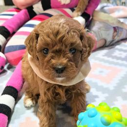 Donner - Red male Cavapoo puppy in Blackfoot, Idaho from Rocky Desert Goldens and Cavaliers