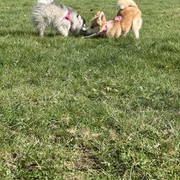 Pomsky puppies from SeattlePomskies