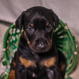 Green Boy - Black and rust male Doberman Pinscher puppy in Shelby, North Carolina from IronBee Dobermans