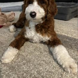 Indie - Goldendoodle