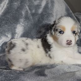 Boy 1-BABY BLUE - Australian Shepherd puppy from Ralph's Australian Shepherds