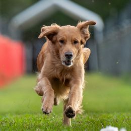 Smee - Golden Retriever
