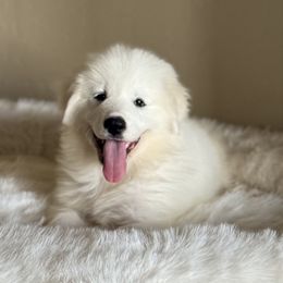 Akita, American Corgi, Cardigan Welsh Corgi, and Great Pyrenees Puppies from WeVolution Off-Grid