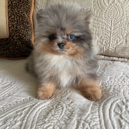 Pomeranian Puppies from Hill Country Poms