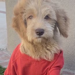Goldendoodle Puppies from Penny Doodles