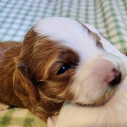 Bella - Red  female Goldendoodle puppy in Bountiful, Utah from Red Brick Doodles