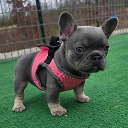 Becky - Tricolors female French Bulldog puppy in Nashville, Tennessee from PrestigiousK9