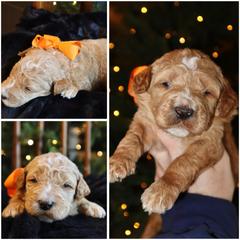 Cream boy - Cream male Whoodle puppy in Smallett, Missouri from Leshas Whoodles