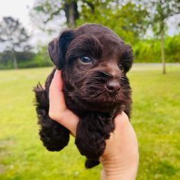 Liver Boy - Liver male Miniature Schnauzer puppy in Malvern, Arkansas from Deep South Miniature Schnauzers