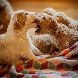 Poodle Puppies from Wild Orchid Poodles